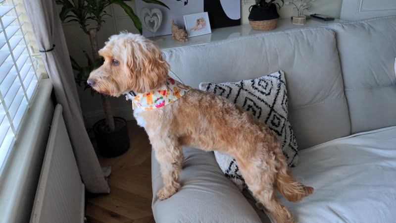 An apricot cockapoo in a bandana standing along a sofa in a living room