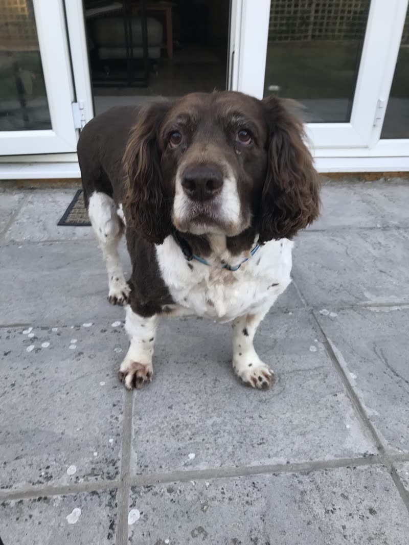 A liver-and-white springer spaniel standing on a patio after a groom