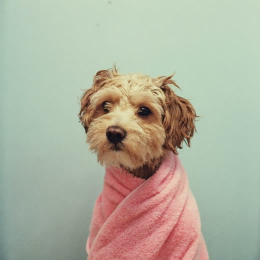 A damp curly-coated dog being towel-dried after a bath